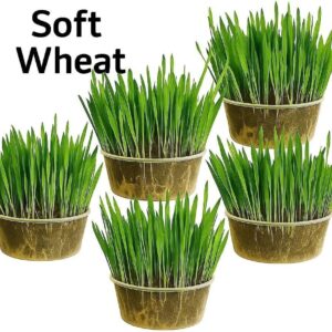 Cat grass kit x2 & x4 containers - Easy Grow your own kit